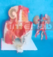 ADVANCED HUMAN MALE PELVIS SECTION MODEL